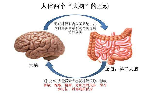 为什么说肠道是人体的“第二大脑”？