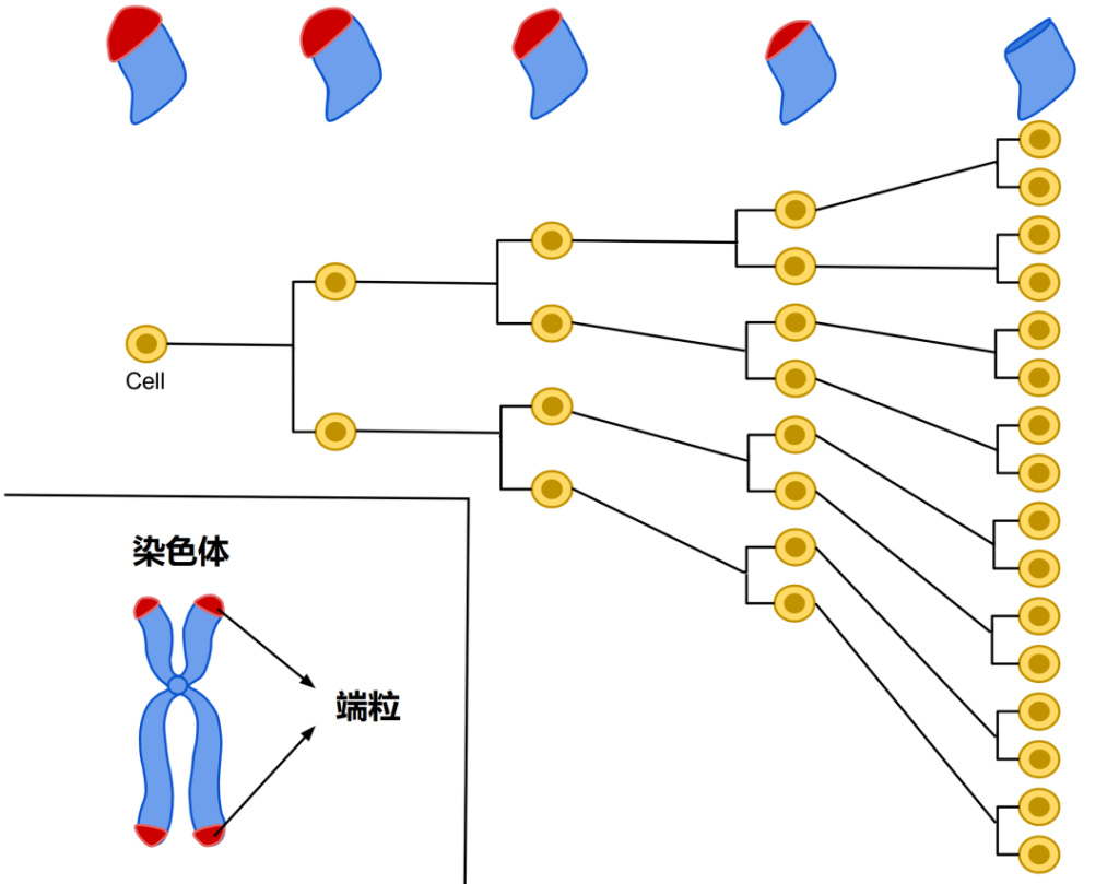 科学续命指南｜大象公会