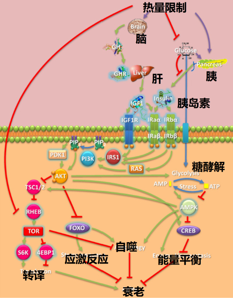 科学续命指南｜大象公会