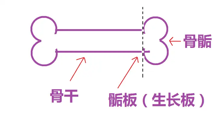 成年后怎么样才能再次长高?