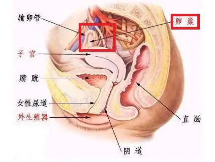 卵巢保养,一个专坑女人的美容项目,正在市面上游荡……
