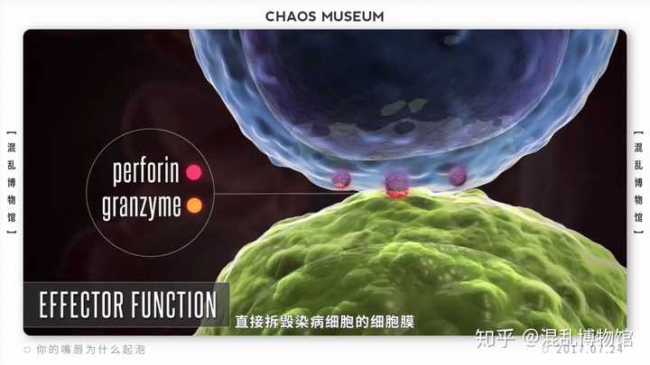 嘴唇上火?单纯疱疹病毒HSV-1