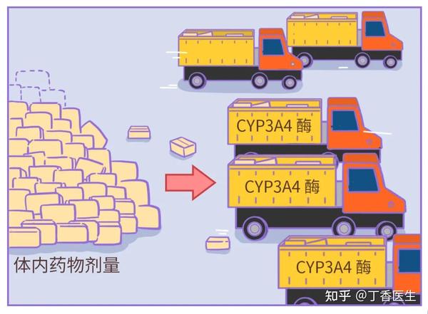 吃降压药等药物时,不要吃西柚(葡萄柚)