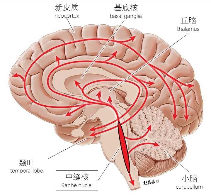 五羟色胺(血清素)起到什么作用
